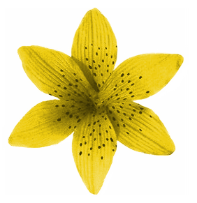 [[6-dot]] Flower Yellow