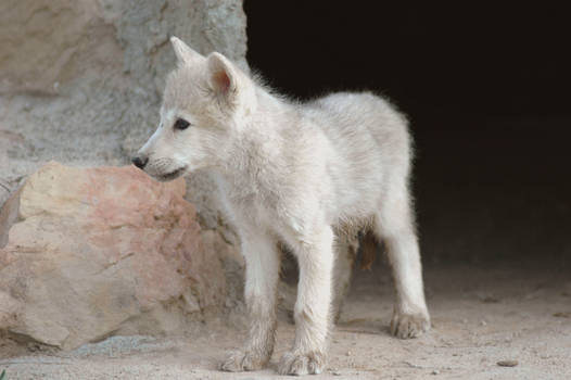 wolf cub in front of cave