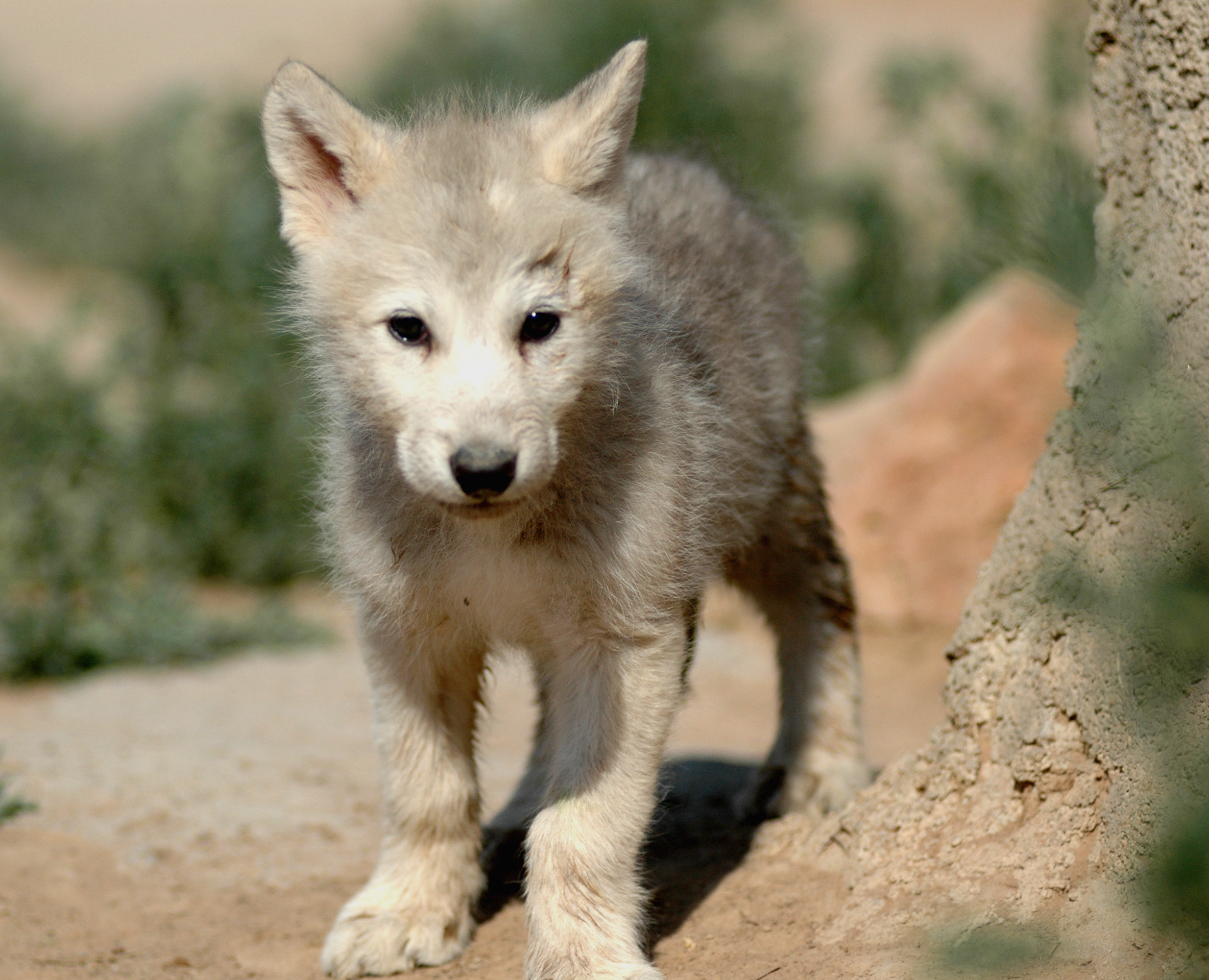 Posing cub