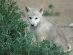 Wolf pup in the weeds by Nieme