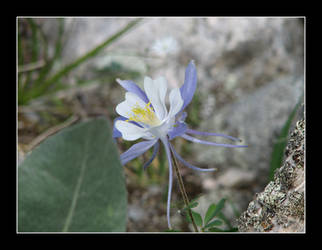 Columbine