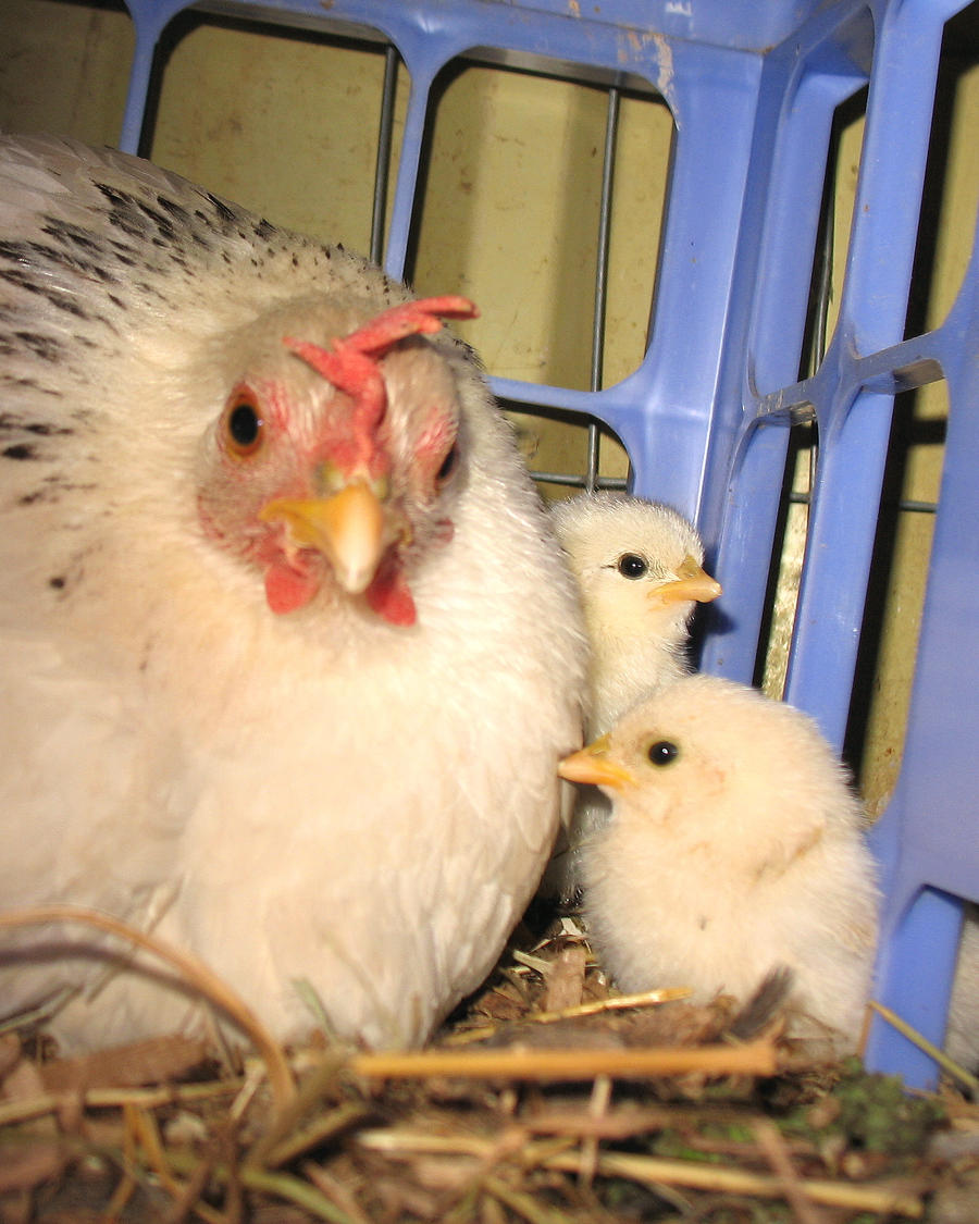 hen + chicks