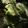 Stone Ferns