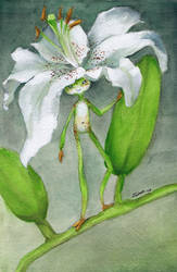 White Lily Sprite