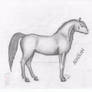 Arabian Horse