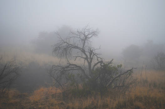 Mountain Fog