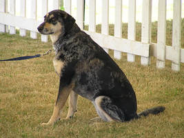 Catahoula