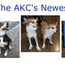 The AKC's Newest Stars