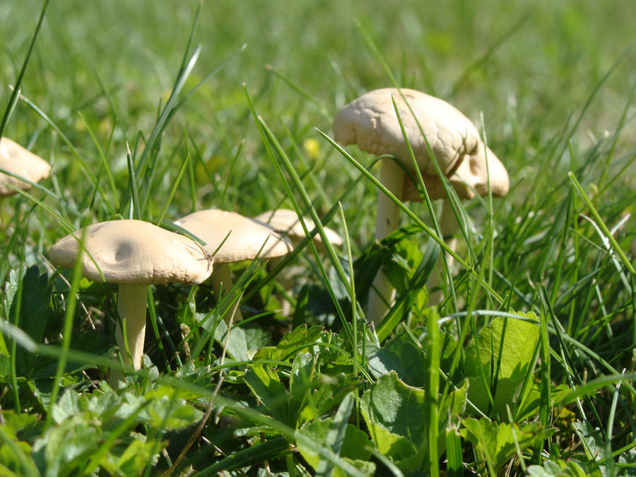 Mushroom III