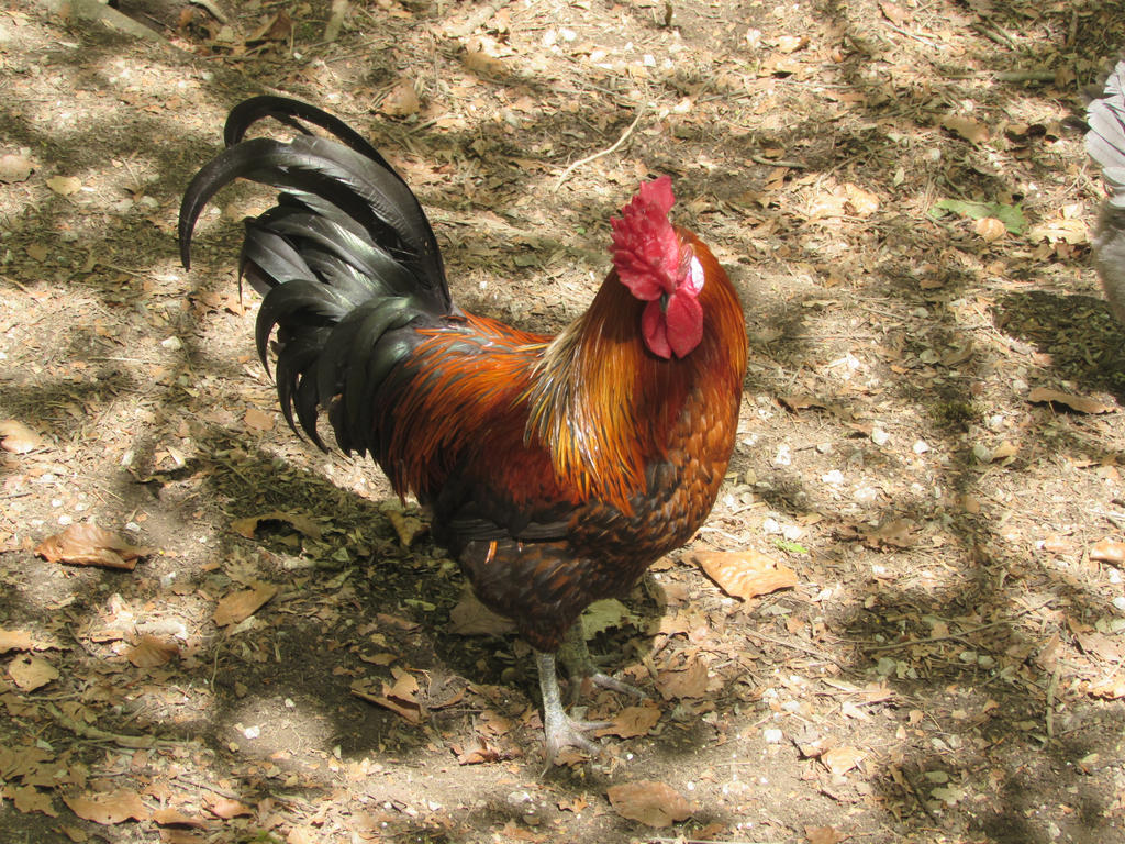Coq by fairling-stock on DeviantArt Coq by fairling-stock on DeviantArt