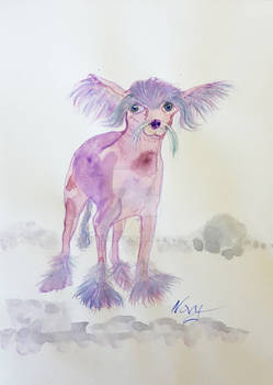 Chinese Crested Hairless Dog