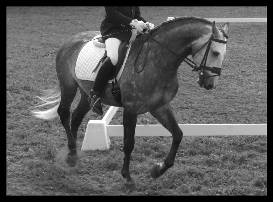 Dressage IV