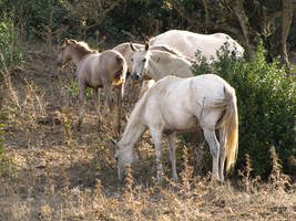 The little herd