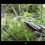 ribbit