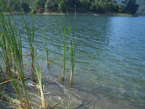 On the shores, by the plants