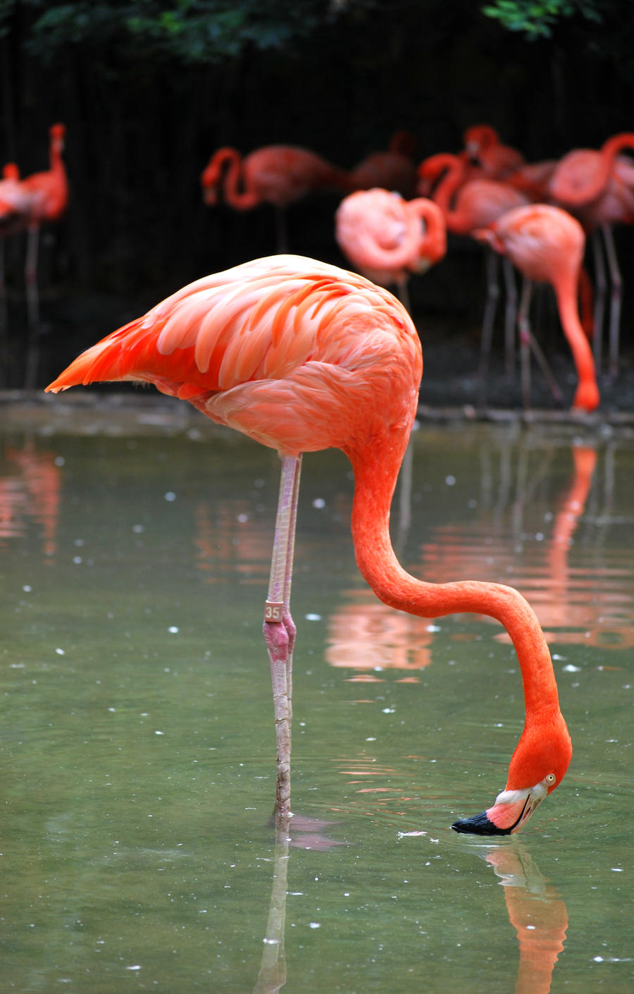 Flamingo on one leg
