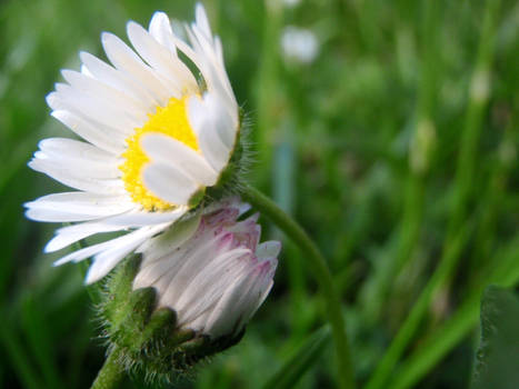 daisies .