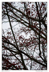 red berries on tree