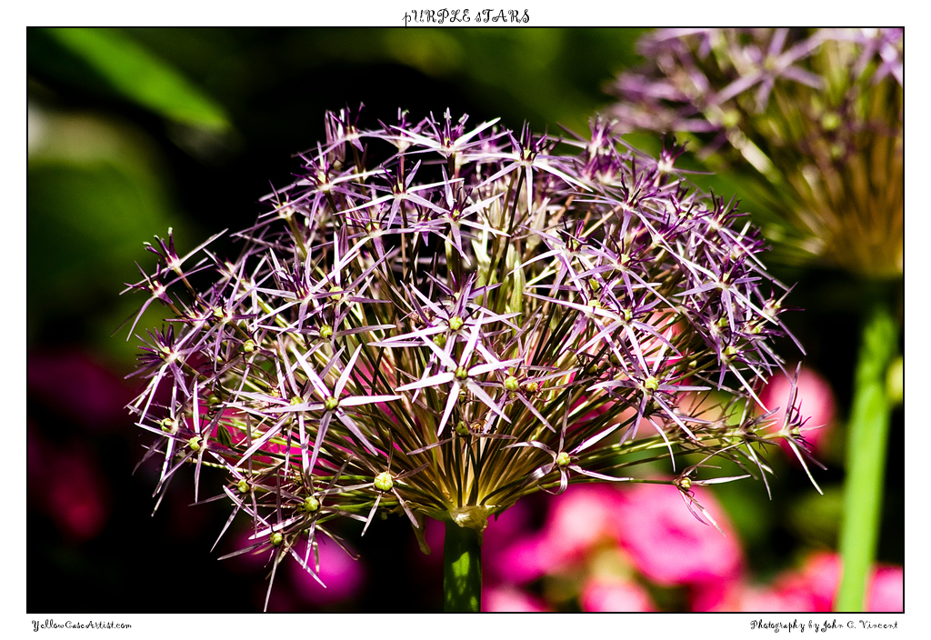 pURPLE sTARS