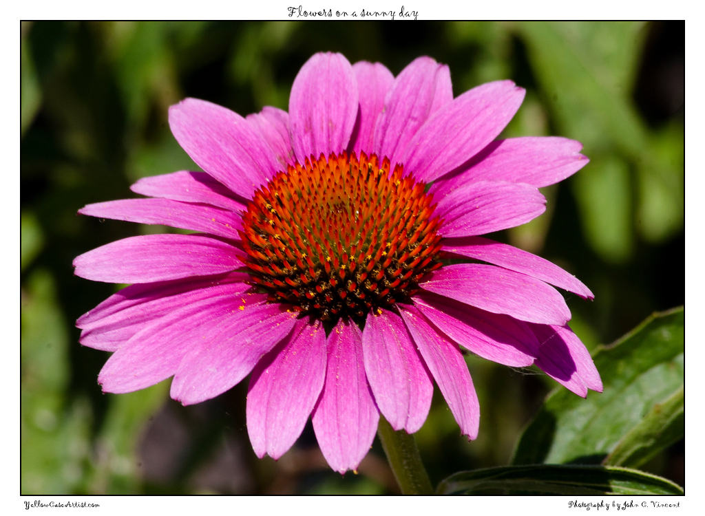 Flowers on a sunny day