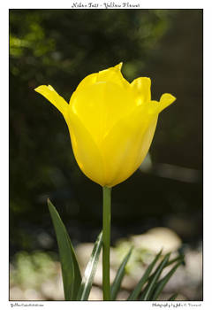 Nikon Test - Yellow Flower