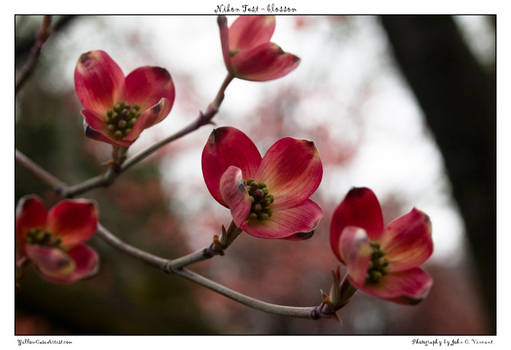 Nikon Test - blossom