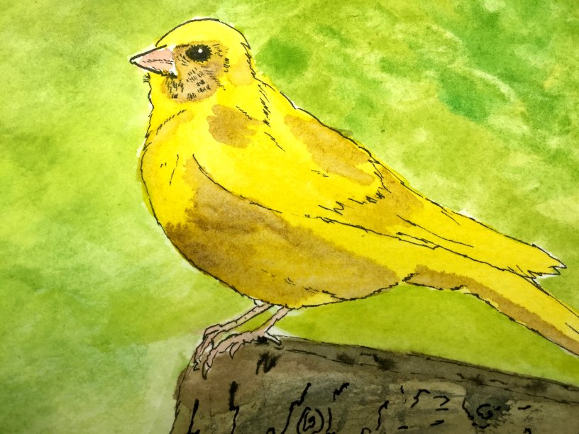 Canary