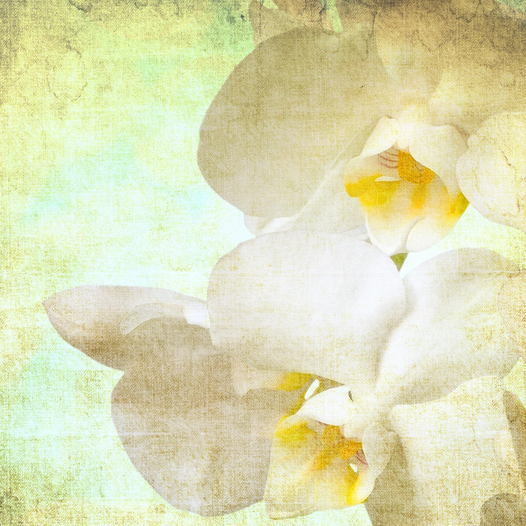 Vintage orchid flowers