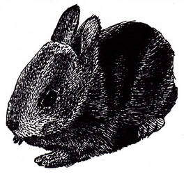 Rabbit