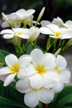 white flowers