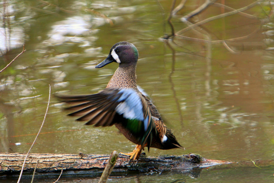 Blue-winged Teal II