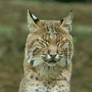 Bobcat I