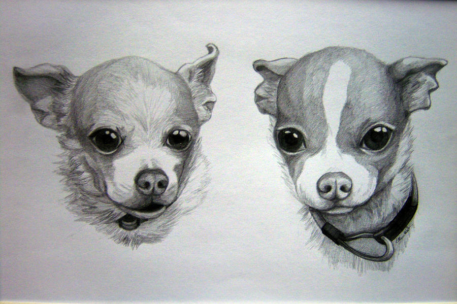 chihuahuas