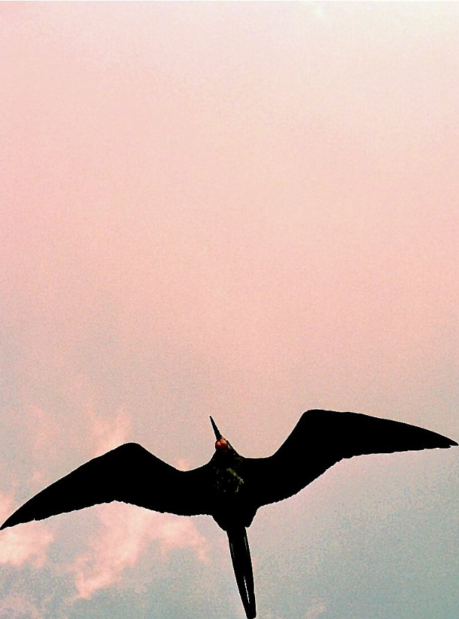 frigate bird