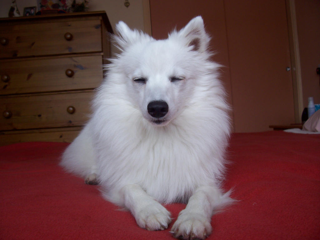 Sprinx Dog Spinx Dog by kelicia on DeviantArt