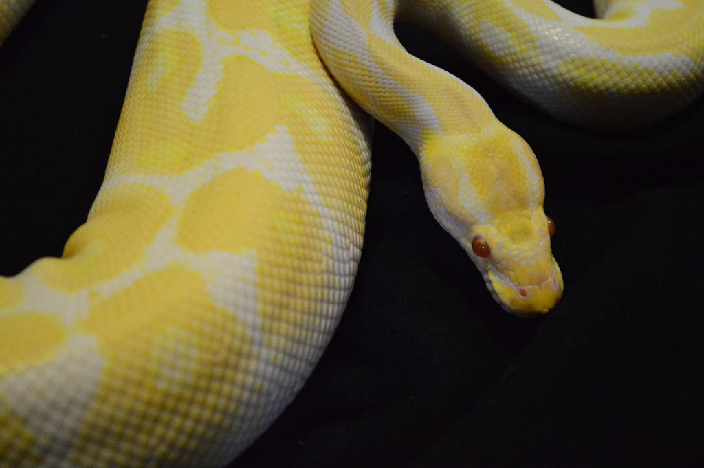 Albino Ball Python 2 by ShamelessAardvark on DeviantArt