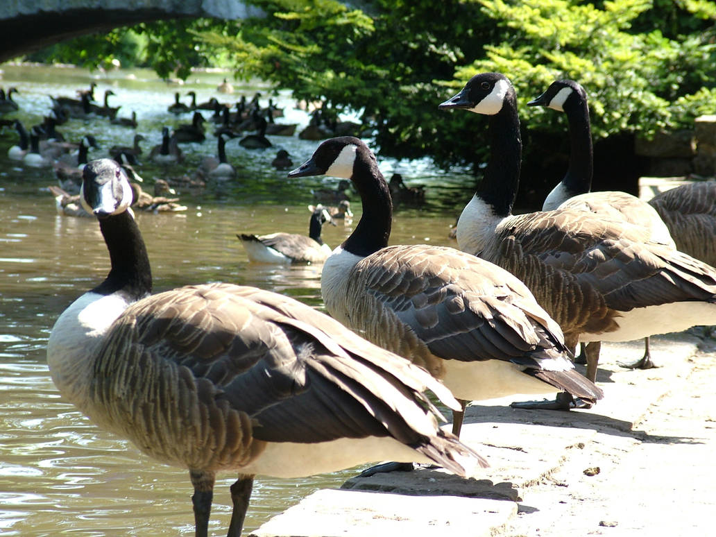 Four Geese by Flisscross on DeviantArt