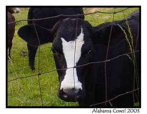 Oh the cows in Alabama