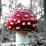 amanita muscaria.