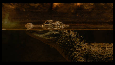 Crocodile - Zoo de Barcelona