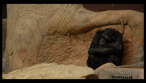 All Alone - Zoo de Barcelona