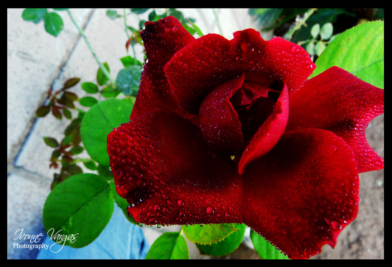 Magic Red Rose by Necalis on DeviantArt