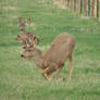 Deer 2