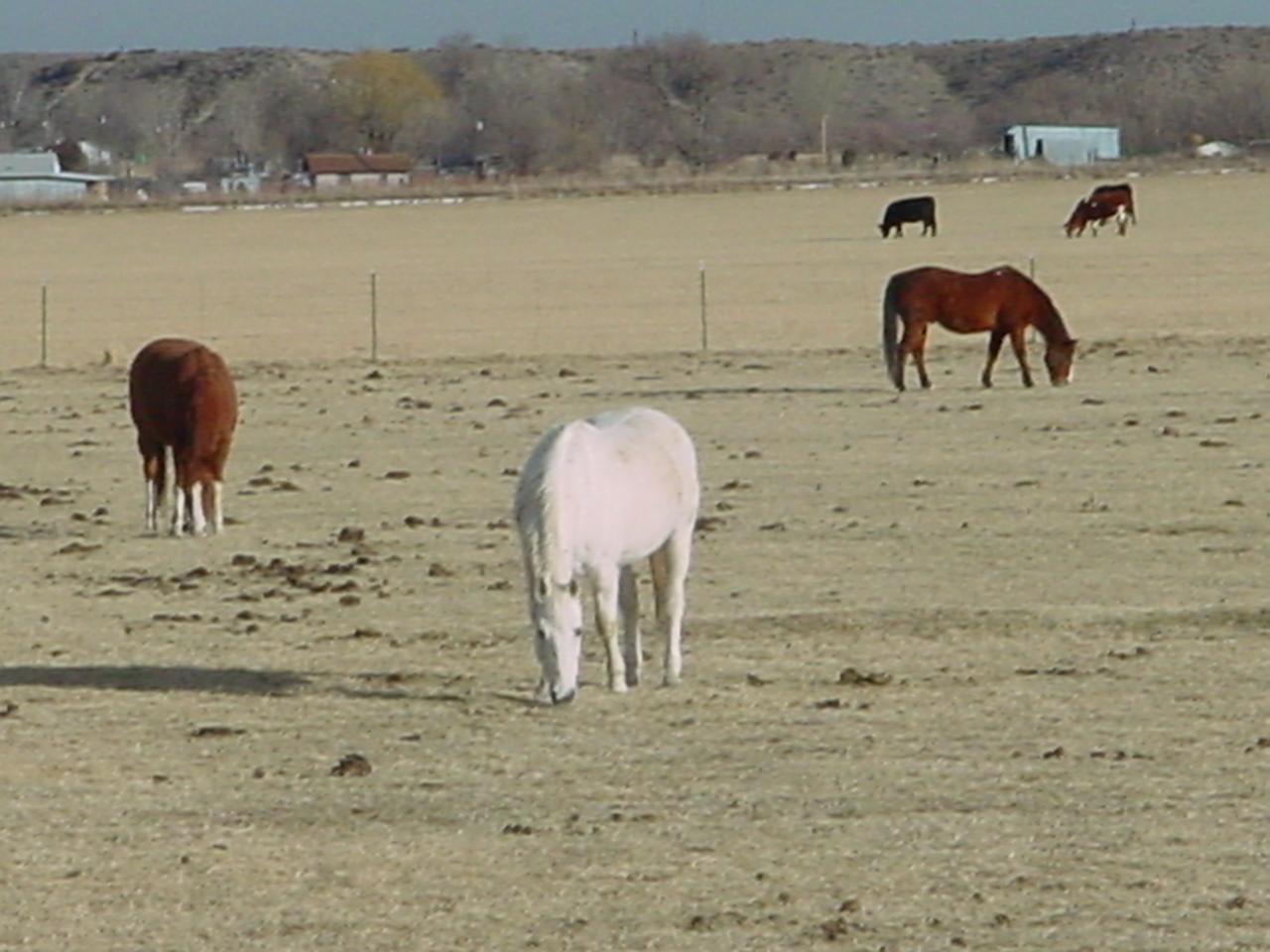 three horses 2