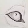 Quick wolf eye sketch
