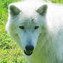 Seeko the Arctic wolf
