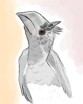 Bird Sketch