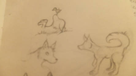 Puppy Sketches part 1