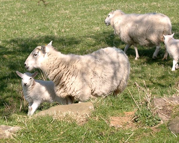 lambs of cute