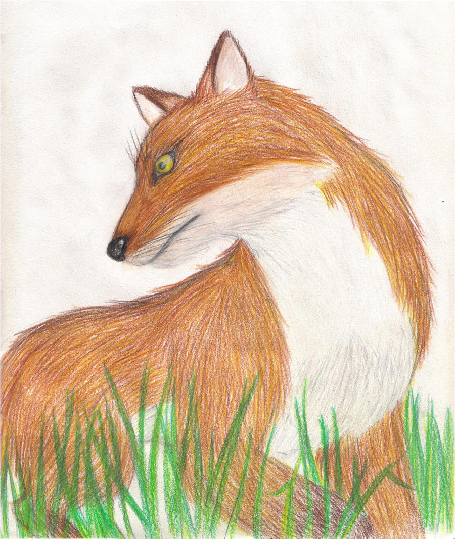 The lonely Fox